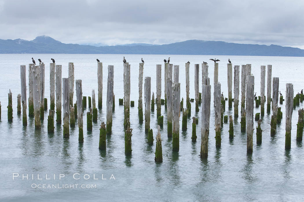 Derelict pilings, remnants of long abandoned piers. Columbia River, Astoria, Oregon, USA, natural history stock photograph, photo id 19388