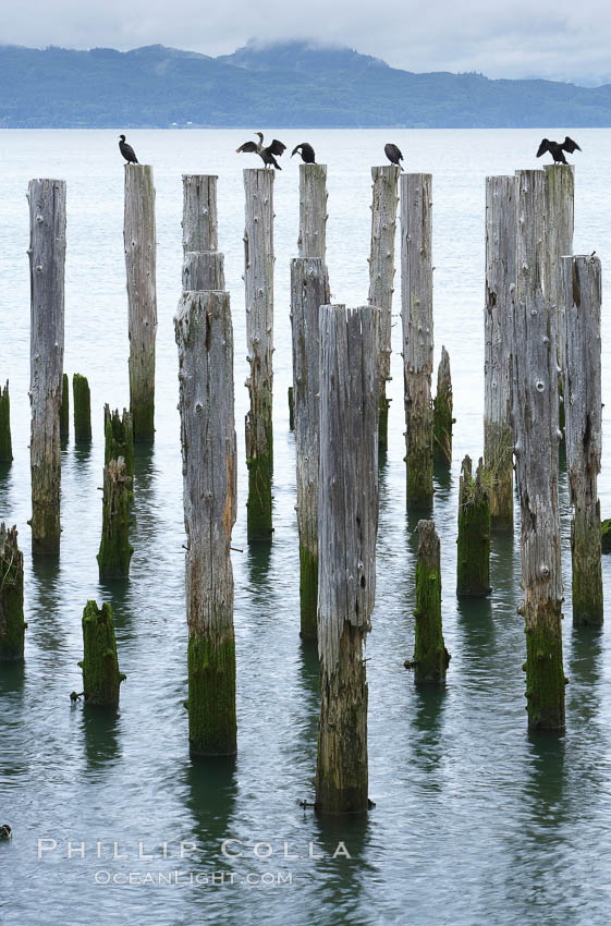 Derelict pilings, remnants of long abandoned piers. Columbia River, Astoria, Oregon, USA, natural history stock photograph, photo id 19387