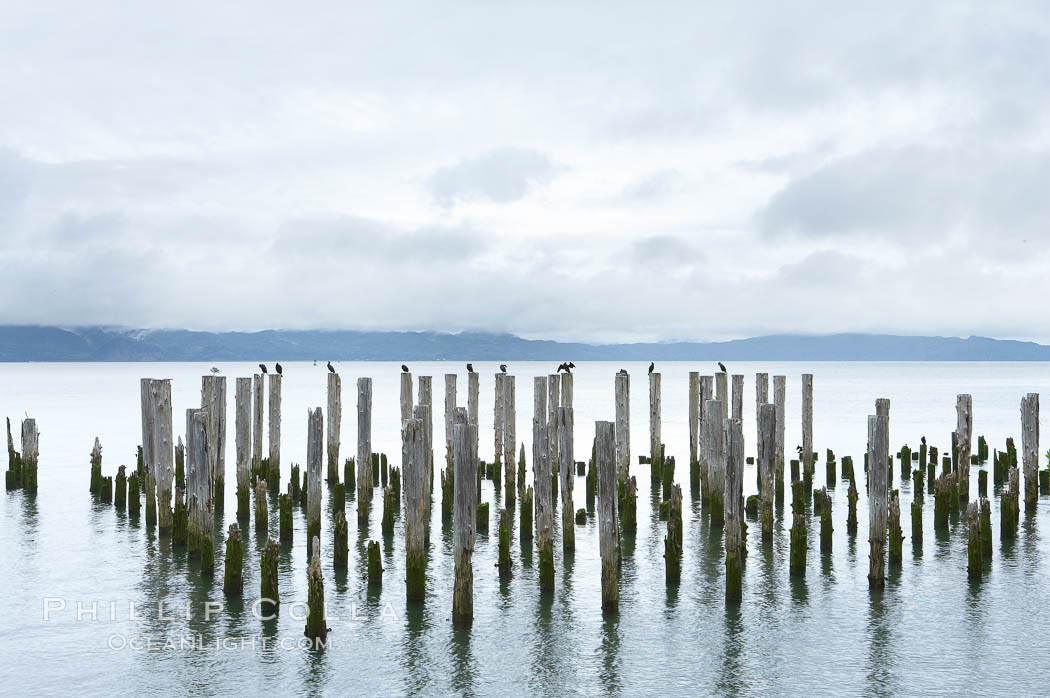 Derelicts pilings, remnants of long abandoned piers. Columbia River, Astoria, Oregon, USA, natural history stock photograph, photo id 19385