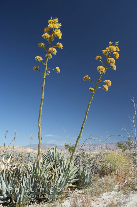 Desert agave, also known as the Century Plant, blooms in spring in Anza-Borrego Desert State Park. Desert agave is the only agave species to be found on the rocky slopes and flats bordering the Coachella Valley. It occurs over a wide range of elevations from 500 to over 4,000.  It is called century plant in reference to the amount of time it takes it to bloom. This can be anywhere from 5 to 20 years. They send up towering flower stalks that can approach 15 feet in height. Sending up this tremendous display attracts a variety of pollinators including bats, hummingbirds, bees, moths and other insects and nectar-eating birds., Agave deserti, natural history stock photograph, photo id 11550
