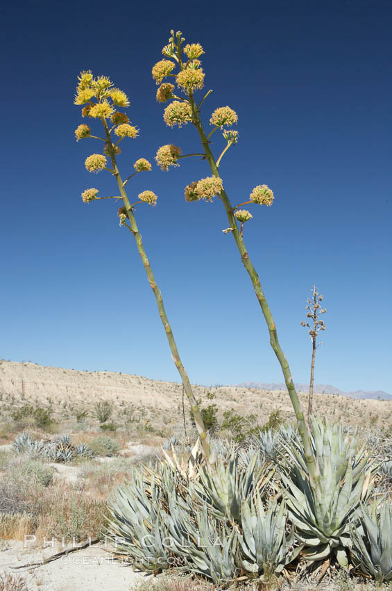 Desert agave, also known as the Century Plant, blooms in spring in Anza-Borrego Desert State Park. Desert agave is the only agave species to be found on the rocky slopes and flats bordering the Coachella Valley. It occurs over a wide range of elevations from 500 to over 4,000.  It is called century plant in reference to the amount of time it takes it to bloom. This can be anywhere from 5 to 20 years. They send up towering flower stalks that can approach 15 feet in height. Sending up this tremendous display attracts a variety of pollinators including bats, hummingbirds, bees, moths and other insects and nectar-eating birds., Agave deserti, natural history stock photograph, photo id 11562