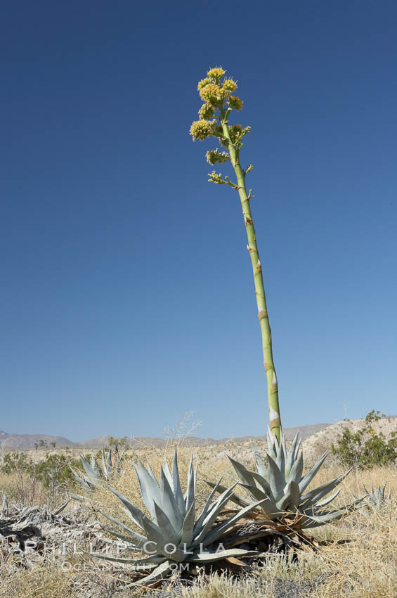 Desert agave, also known as the Century Plant, blooms in spring in Anza-Borrego Desert State Park. Desert agave is the only agave species to be found on the rocky slopes and flats bordering the Coachella Valley. It occurs over a wide range of elevations from 500 to over 4,000.  It is called century plant in reference to the amount of time it takes it to bloom. This can be anywhere from 5 to 20 years. They send up towering flower stalks that can approach 15 feet in height. Sending up this tremendous display attracts a variety of pollinators including bats, hummingbirds, bees, moths and other insects and nectar-eating birds., Agave deserti, natural history stock photograph, photo id 11568
