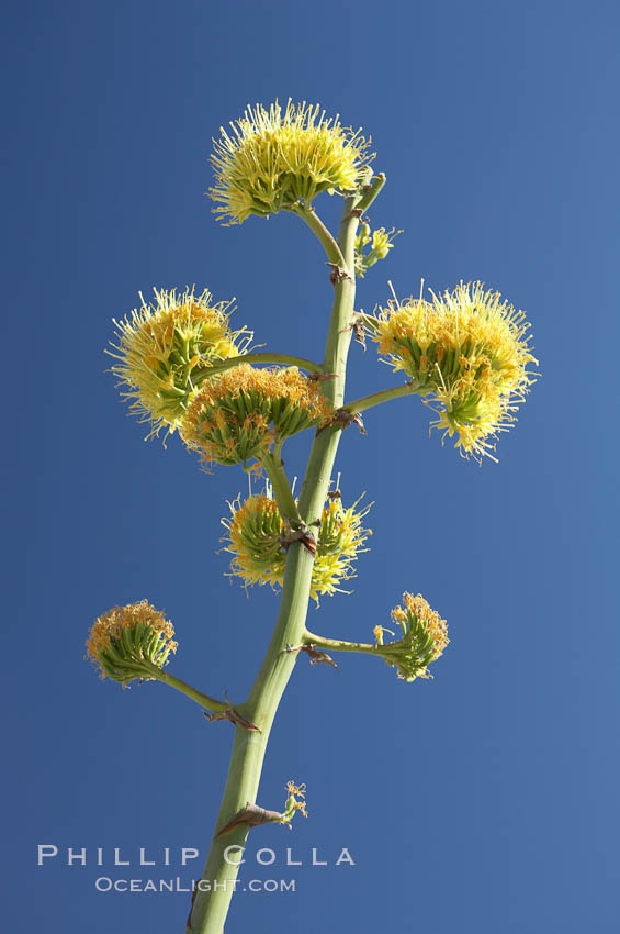 Desert agave, also known as the Century Plant, blooms in spring in Anza-Borrego Desert State Park. Desert agave is the only agave species to be found on the rocky slopes and flats bordering the Coachella Valley. It occurs over a wide range of elevations from 500 to over 4,000.  It is called century plant in reference to the amount of time it takes it to bloom. This can be anywhere from 5 to 20 years. They send up towering flower stalks that can approach 15 feet in height. Sending up this tremendous display attracts a variety of pollinators including bats, hummingbirds, bees, moths and other insects and nectar-eating birds., Agave deserti, natural history stock photograph, photo id 11576