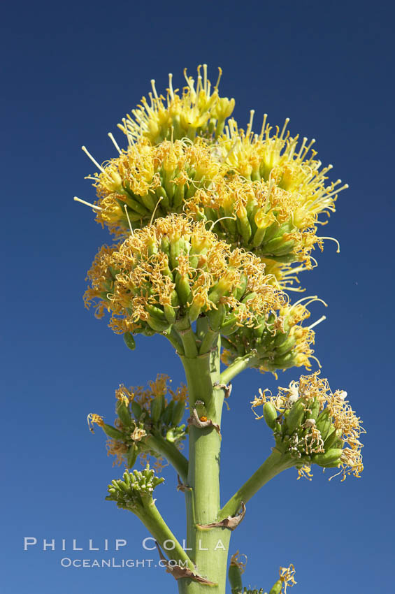 Desert agave, also known as the Century Plant, blooms in spring in Anza-Borrego Desert State Park. Desert agave is the only agave species to be found on the rocky slopes and flats bordering the Coachella Valley. It occurs over a wide range of elevations from 500 to over 4,000.  It is called century plant in reference to the amount of time it takes it to bloom. This can be anywhere from 5 to 20 years. They send up towering flower stalks that can approach 15 feet in height. Sending up this tremendous display attracts a variety of pollinators including bats, hummingbirds, bees, moths and other insects and nectar-eating birds., Agave deserti, natural history stock photograph, photo id 11559