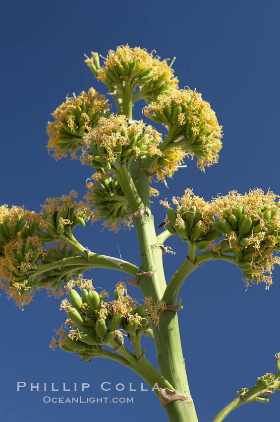 Desert agave, also known as the Century Plant, blooms in spring in Anza-Borrego Desert State Park. Desert agave is the only agave species to be found on the rocky slopes and flats bordering the Coachella Valley. It occurs over a wide range of elevations from 500 to over 4,000.  It is called century plant in reference to the amount of time it takes it to bloom. This can be anywhere from 5 to 20 years. They send up towering flower stalks that can approach 15 feet in height. Sending up this tremendous display attracts a variety of pollinators including bats, hummingbirds, bees, moths and other insects and nectar-eating birds., Agave deserti, natural history stock photograph, photo id 11571