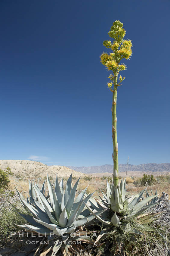 Desert agave, also known as the Century Plant, blooms in spring in Anza-Borrego Desert State Park. Desert agave is the only agave species to be found on the rocky slopes and flats bordering the Coachella Valley. It occurs over a wide range of elevations from 500 to over 4,000.  It is called century plant in reference to the amount of time it takes it to bloom. This can be anywhere from 5 to 20 years. They send up towering flower stalks that can approach 15 feet in height. Sending up this tremendous display attracts a variety of pollinators including bats, hummingbirds, bees, moths and other insects and nectar-eating birds., Agave deserti, natural history stock photograph, photo id 11553
