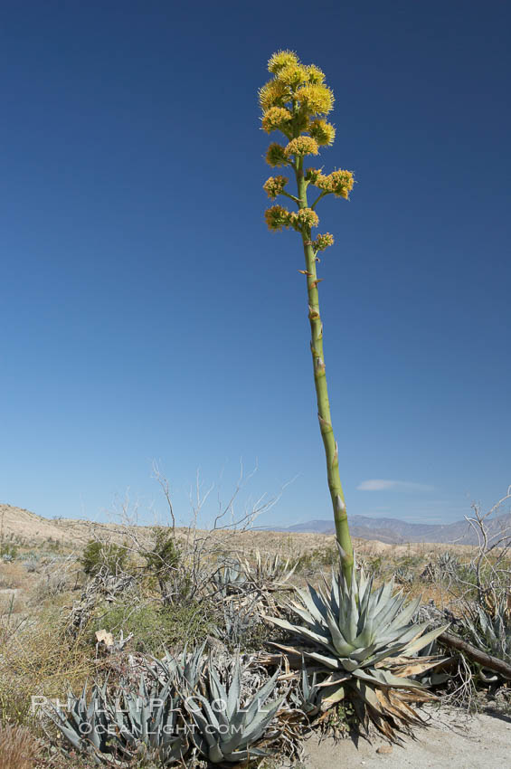 Desert agave, also known as the Century Plant, blooms in spring in Anza-Borrego Desert State Park. Desert agave is the only agave species to be found on the rocky slopes and flats bordering the Coachella Valley. It occurs over a wide range of elevations from 500 to over 4,000.  It is called century plant in reference to the amount of time it takes it to bloom. This can be anywhere from 5 to 20 years. They send up towering flower stalks that can approach 15 feet in height. Sending up this tremendous display attracts a variety of pollinators including bats, hummingbirds, bees, moths and other insects and nectar-eating birds., Agave deserti, natural history stock photograph, photo id 11565