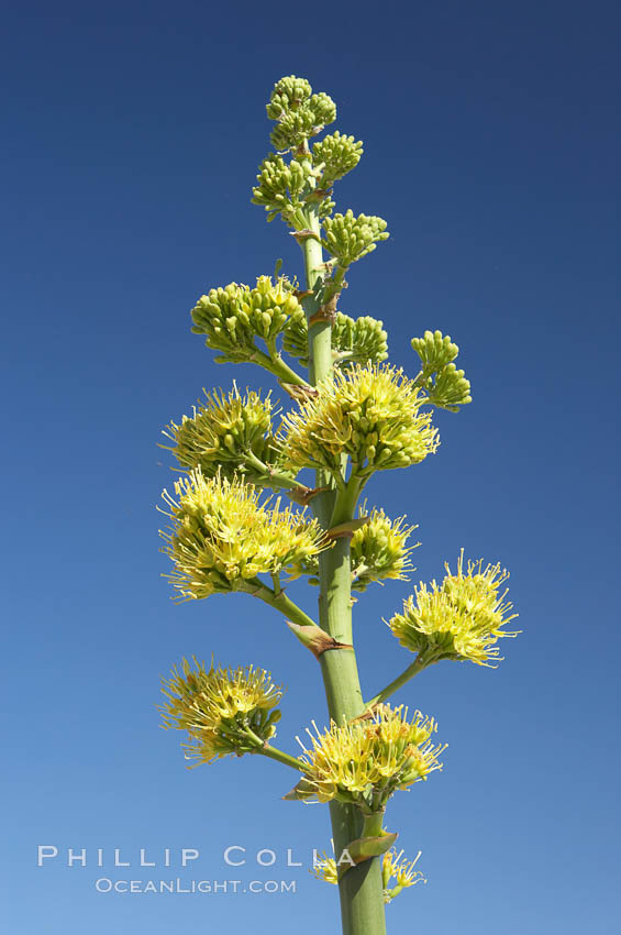 Desert agave, also known as the Century Plant, blooms in spring in Anza-Borrego Desert State Park. Desert agave is the only agave species to be found on the rocky slopes and flats bordering the Coachella Valley. It occurs over a wide range of elevations from 500 to over 4,000.  It is called century plant in reference to the amount of time it takes it to bloom. This can be anywhere from 5 to 20 years. They send up towering flower stalks that can approach 15 feet in height. Sending up this tremendous display attracts a variety of pollinators including bats, hummingbirds, bees, moths and other insects and nectar-eating birds., Agave deserti, natural history stock photograph, photo id 11554