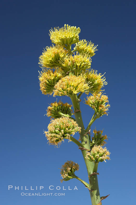Desert agave, also known as the Century Plant, blooms in spring in Anza-Borrego Desert State Park. Desert agave is the only agave species to be found on the rocky slopes and flats bordering the Coachella Valley. It occurs over a wide range of elevations from 500 to over 4,000.  It is called century plant in reference to the amount of time it takes it to bloom. This can be anywhere from 5 to 20 years. They send up towering flower stalks that can approach 15 feet in height. Sending up this tremendous display attracts a variety of pollinators including bats, hummingbirds, bees, moths and other insects and nectar-eating birds., Agave deserti, natural history stock photograph, photo id 11566