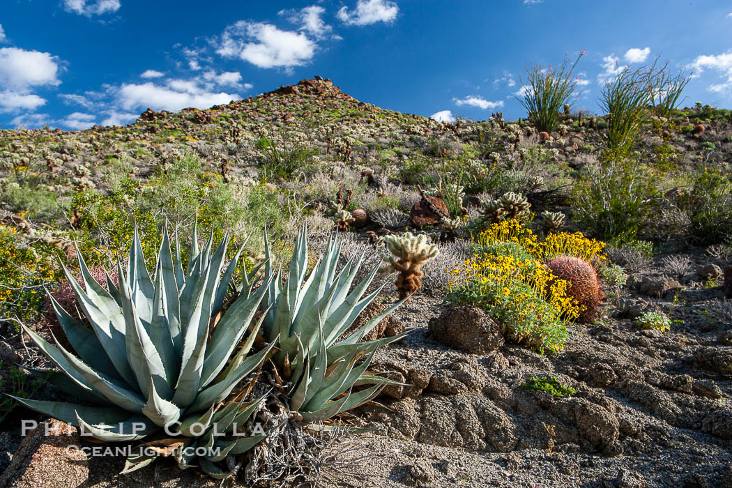 Desert agave, brittlebush and various cacti and wildflowers color the sides of Glorietta Canyon.  Heavy winter rains led to a historic springtime bloom in 2005, carpeting the entire desert in vegetation and color for months. Anza-Borrego Desert State Park, Borrego Springs, California, USA, Agave deserti, Encelia farinosa, natural history stock photograph, photo id 10900