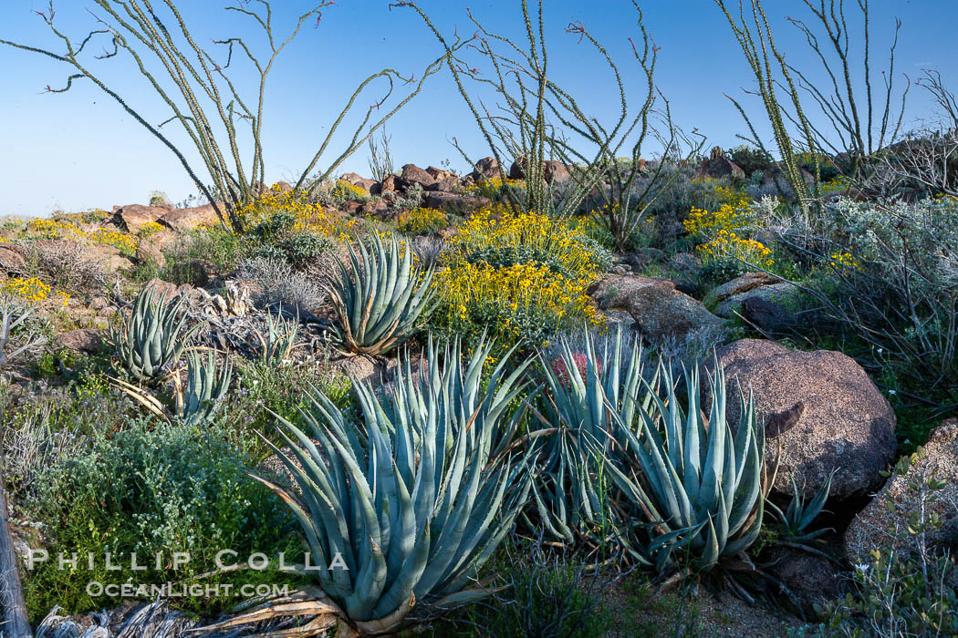 Desert agave, brittlebush, ocotillo and various cacti and wildflowers color the sides of Glorietta Canyon.  Heavy winter rains led to a historic springtime bloom in 2005, carpeting the entire desert in vegetation and color for months. Anza-Borrego Desert State Park, Borrego Springs, California, USA, Agave deserti, Encelia farinosa, Fouquieria splendens, natural history stock photograph, photo id 10920