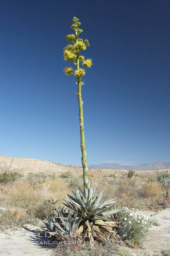 Desert agave, also known as the Century Plant, blooms in spring in Anza-Borrego Desert State Park. Desert agave is the only agave species to be found on the rocky slopes and flats bordering the Coachella Valley. It occurs over a wide range of elevations from 500 to over 4,000.  It is called century plant in reference to the amount of time it takes it to bloom. This can be anywhere from 5 to 20 years. They send up towering flower stalks that can approach 15 feet in height. Sending up this tremendous display attracts a variety of pollinators including bats, hummingbirds, bees, moths and other insects and nectar-eating birds., Agave deserti, natural history stock photograph, photo id 11560