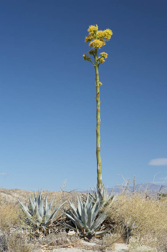 Desert agave, also known as the Century Plant, blooms in spring in Anza-Borrego Desert State Park. Desert agave is the only agave species to be found on the rocky slopes and flats bordering the Coachella Valley. It occurs over a wide range of elevations from 500 to over 4,000.  It is called century plant in reference to the amount of time it takes it to bloom. This can be anywhere from 5 to 20 years. They send up towering flower stalks that can approach 15 feet in height. Sending up this tremendous display attracts a variety of pollinators including bats, hummingbirds, bees, moths and other insects and nectar-eating birds., Agave deserti, natural history stock photograph, photo id 11572