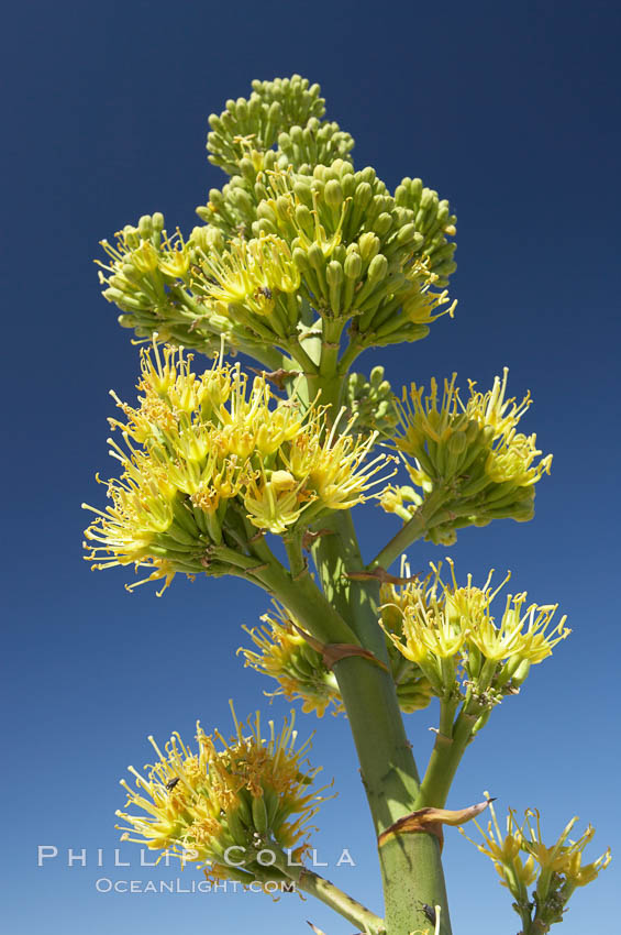 Desert agave, also known as the Century Plant, blooms in spring in Anza-Borrego Desert State Park. Desert agave is the only agave species to be found on the rocky slopes and flats bordering the Coachella Valley. It occurs over a wide range of elevations from 500 to over 4,000.  It is called century plant in reference to the amount of time it takes it to bloom. This can be anywhere from 5 to 20 years. They send up towering flower stalks that can approach 15 feet in height. Sending up this tremendous display attracts a variety of pollinators including bats, hummingbirds, bees, moths and other insects and nectar-eating birds., Agave deserti, natural history stock photograph, photo id 11551