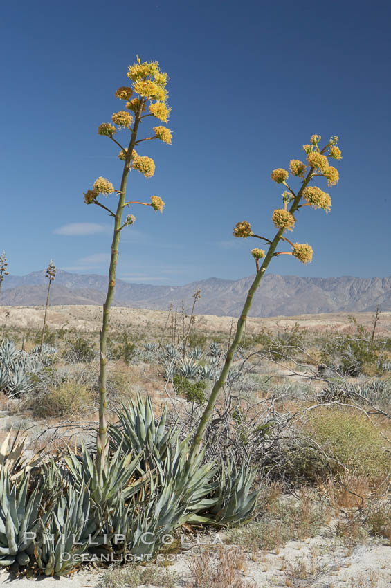 Desert agave, also known as the Century Plant, blooms in spring in Anza-Borrego Desert State Park. Desert agave is the only agave species to be found on the rocky slopes and flats bordering the Coachella Valley. It occurs over a wide range of elevations from 500 to over 4,000.  It is called century plant in reference to the amount of time it takes it to bloom. This can be anywhere from 5 to 20 years. They send up towering flower stalks that can approach 15 feet in height. Sending up this tremendous display attracts a variety of pollinators including bats, hummingbirds, bees, moths and other insects and nectar-eating birds., Agave deserti, natural history stock photograph, photo id 11563