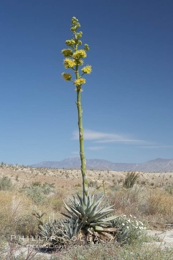 Desert agave, also known as the Century Plant, blooms in spring in Anza-Borrego Desert State Park. Desert agave is the only agave species to be found on the rocky slopes and flats bordering the Coachella Valley. It occurs over a wide range of elevations from 500 to over 4,000.  It is called century plant in reference to the amount of time it takes it to bloom. This can be anywhere from 5 to 20 years. They send up towering flower stalks that can approach 15 feet in height. Sending up this tremendous display attracts a variety of pollinators including bats, hummingbirds, bees, moths and other insects and nectar-eating birds., Agave deserti, natural history stock photograph, photo id 11583