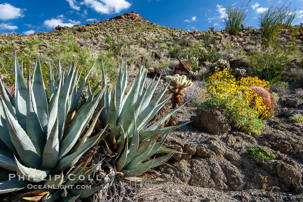 Desert agave, brittlebush and various cacti and wildflowers color the sides of Glorietta Canyon.  Heavy winter rains led to a historic springtime bloom in 2005, carpeting the entire desert in vegetation and color for months. Anza-Borrego Desert State Park, Borrego Springs, California, USA, Agave deserti, Encelia farinosa, natural history stock photograph, photo id 10901
