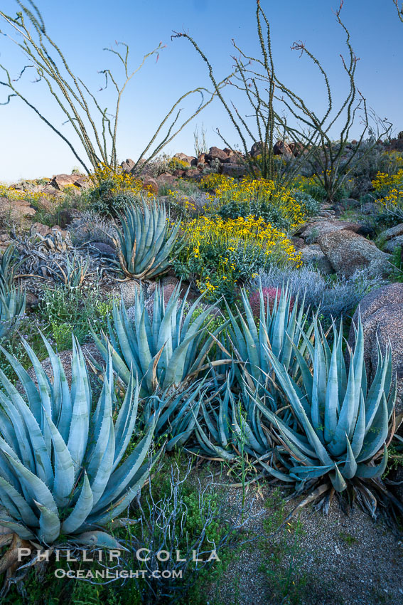 Desert agave, brittlebush, ocotillo and various cacti and wildflowers color the sides of Glorietta Canyon.  Heavy winter rains led to a historic springtime bloom in 2005, carpeting the entire desert in vegetation and color for months. Anza-Borrego Desert State Park, Borrego Springs, California, USA, Agave deserti, Encelia farinosa, Fouquieria splendens, natural history stock photograph, photo id 10921