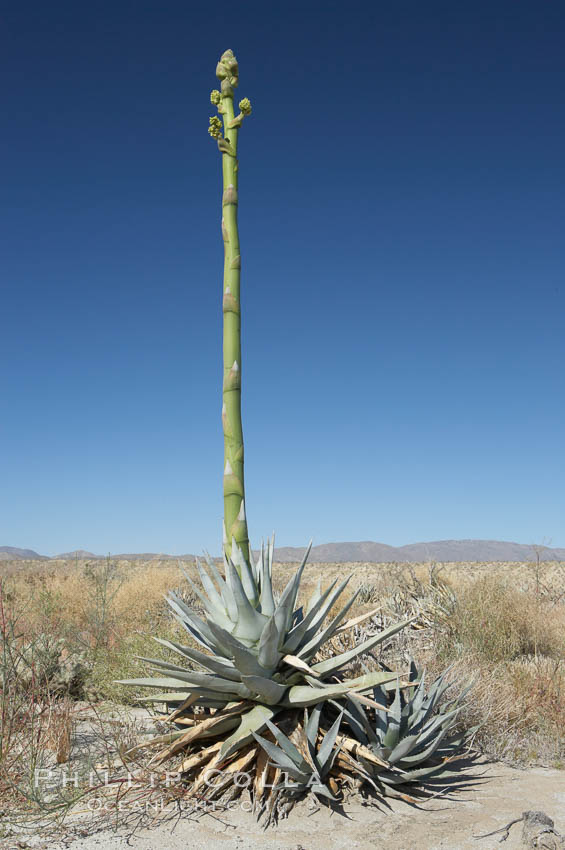 Desert agave, also known as the Century Plant, blooms in spring in Anza-Borrego Desert State Park. Desert agave is the only agave species to be found on the rocky slopes and flats bordering the Coachella Valley. It occurs over a wide range of elevations from 500 to over 4,000.  It is called century plant in reference to the amount of time it takes it to bloom. This can be anywhere from 5 to 20 years. They send up towering flower stalks that can approach 15 feet in height. Sending up this tremendous display attracts a variety of pollinators including bats, hummingbirds, bees, moths and other insects and nectar-eating birds., Agave deserti, natural history stock photograph, photo id 11569