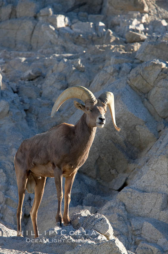 Desert bighorn sheep, male ram.  The desert bighorn sheep occupies dry, rocky mountain ranges in the Mojave and Sonoran desert regions of California, Nevada and Mexico.  The desert bighorn sheep is highly endangered in the United States, having a population of only about 4000 individuals, and is under survival pressure due to habitat loss, disease, over-hunting, competition with livestock, and human encroachment., Ovis canadensis nelsoni, natural history stock photograph, photo id 14654