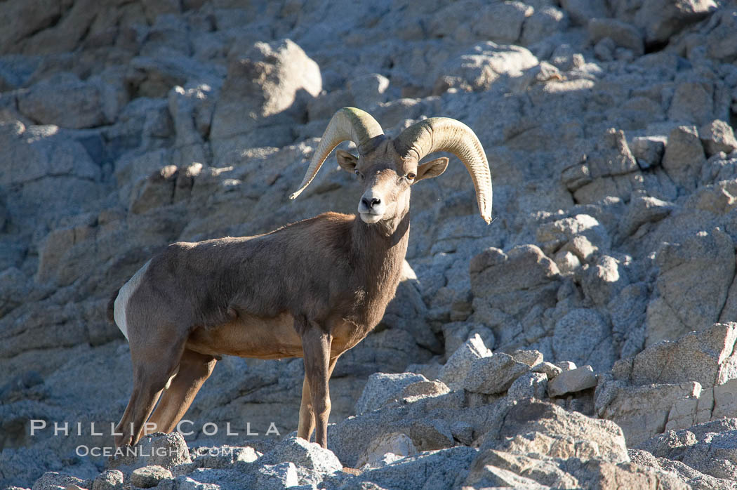 Desert bighorn sheep, male ram.  The desert bighorn sheep occupies dry, rocky mountain ranges in the Mojave and Sonoran desert regions of California, Nevada and Mexico.  The desert bighorn sheep is highly endangered in the United States, having a population of only about 4000 individuals, and is under survival pressure due to habitat loss, disease, over-hunting, competition with livestock, and human encroachment., Ovis canadensis nelsoni, natural history stock photograph, photo id 14662