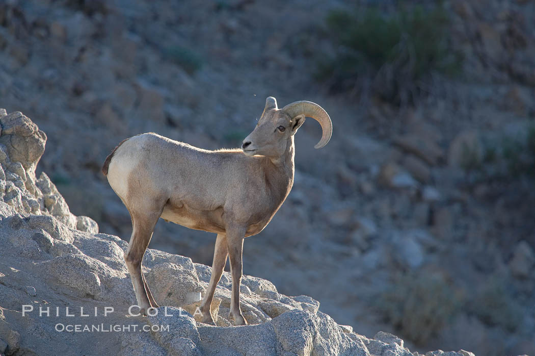 Desert bighorn sheep, young/immature male ram.  The desert bighorn sheep occupies dry, rocky mountain ranges in the Mojave and Sonoran desert regions of California, Nevada and Mexico.  The desert bighorn sheep is highly endangered in the United States, having a population of only about 4000 individuals, and is under survival pressure due to habitat loss, disease, over-hunting, competition with livestock, and human encroachment., Ovis canadensis nelsoni, natural history stock photograph, photo id 14670