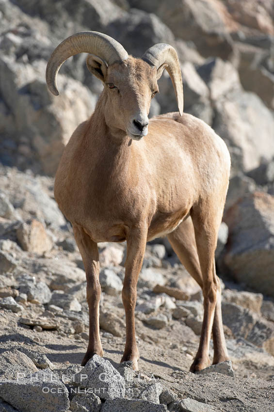 Desert bighorn sheep.  The desert bighorn sheep occupies dry, rocky mountain ranges in the Mojave and Sonoran desert regions of California, Nevada and Mexico.  The desert bighorn sheep is highly endangered in the United States, having a population of only about 4000 individuals, and is under survival pressure due to habitat loss, disease, over-hunting, competition with livestock, and human encroachment., Ovis canadensis nelsoni, natural history stock photograph, photo id 17942
