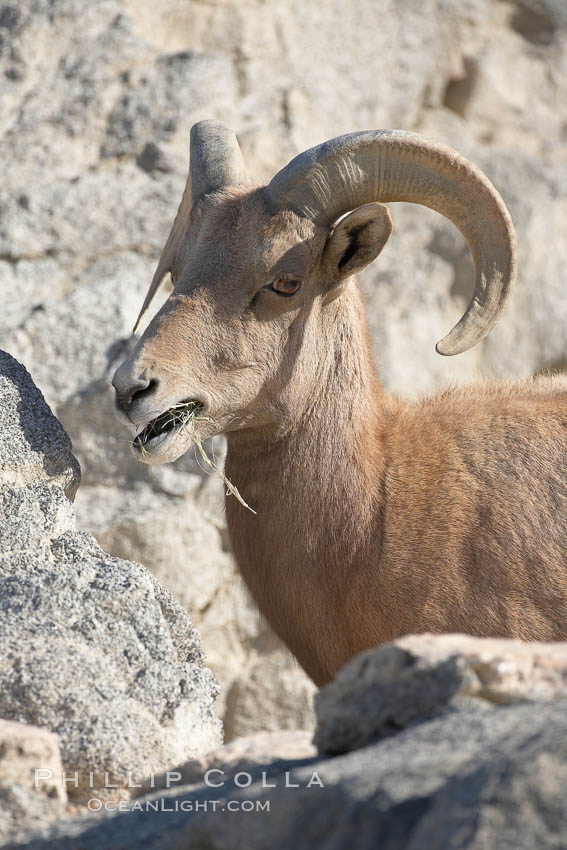 Desert bighorn sheep.  The desert bighorn sheep occupies dry, rocky mountain ranges in the Mojave and Sonoran desert regions of California, Nevada and Mexico.  The desert bighorn sheep is highly endangered in the United States, having a population of only about 4000 individuals, and is under survival pressure due to habitat loss, disease, over-hunting, competition with livestock, and human encroachment., Ovis canadensis nelsoni, natural history stock photograph, photo id 17946
