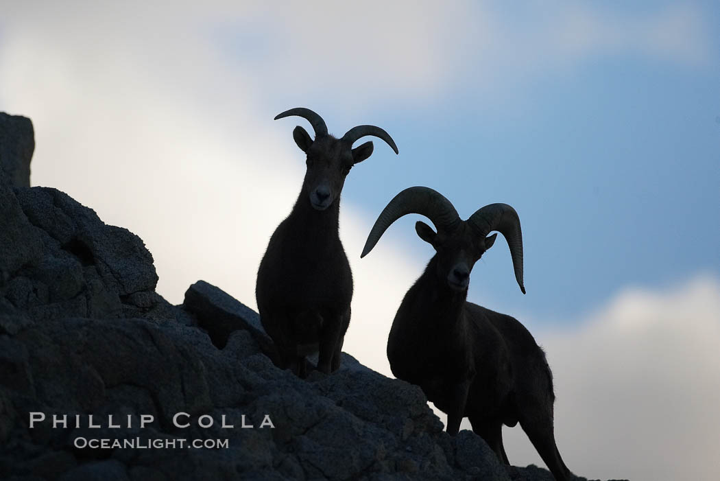 Desert bighorn sheep.  The desert bighorn sheep occupies dry, rocky mountain ranges in the Mojave and Sonoran desert regions of California, Nevada and Mexico.  The desert bighorn sheep is highly endangered in the United States, having a population of only about 4000 individuals, and is under survival pressure due to habitat loss, disease, over-hunting, competition with livestock, and human encroachment., Ovis canadensis nelsoni, natural history stock photograph, photo id 17950