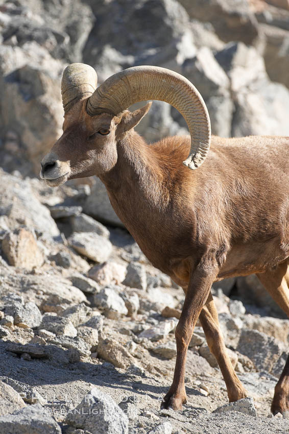 Desert bighorn sheep.  The desert bighorn sheep occupies dry, rocky mountain ranges in the Mojave and Sonoran desert regions of California, Nevada and Mexico.  The desert bighorn sheep is highly endangered in the United States, having a population of only about 4000 individuals, and is under survival pressure due to habitat loss, disease, over-hunting, competition with livestock, and human encroachment., Ovis canadensis nelsoni, natural history stock photograph, photo id 17954