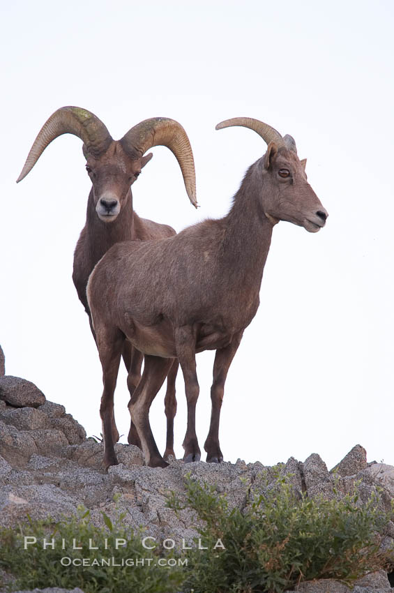 Desert bighorn sheep, male ram and female ewe.  The desert bighorn sheep occupies dry, rocky mountain ranges in the Mojave and Sonoran desert regions of California, Nevada and Mexico.  The desert bighorn sheep is highly endangered in the United States, having a population of only about 4000 individuals, and is under survival pressure due to habitat loss, disease, over-hunting, competition with livestock, and human encroachment., Ovis canadensis nelsoni, natural history stock photograph, photo id 14656