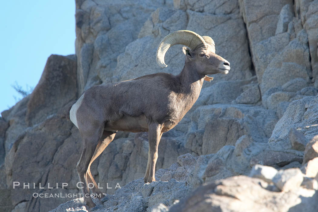 Desert bighorn sheep, male ram.  The desert bighorn sheep occupies dry, rocky mountain ranges in the Mojave and Sonoran desert regions of California, Nevada and Mexico.  The desert bighorn sheep is highly endangered in the United States, having a population of only about 4000 individuals, and is under survival pressure due to habitat loss, disease, over-hunting, competition with livestock, and human encroachment., Ovis canadensis nelsoni, natural history stock photograph, photo id 14676