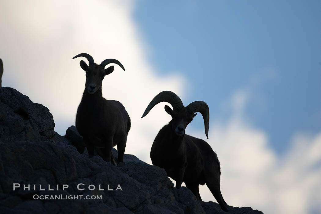 Desert bighorn sheep.  The desert bighorn sheep occupies dry, rocky mountain ranges in the Mojave and Sonoran desert regions of California, Nevada and Mexico.  The desert bighorn sheep is highly endangered in the United States, having a population of only about 4000 individuals, and is under survival pressure due to habitat loss, disease, over-hunting, competition with livestock, and human encroachment., Ovis canadensis nelsoni, natural history stock photograph, photo id 17944