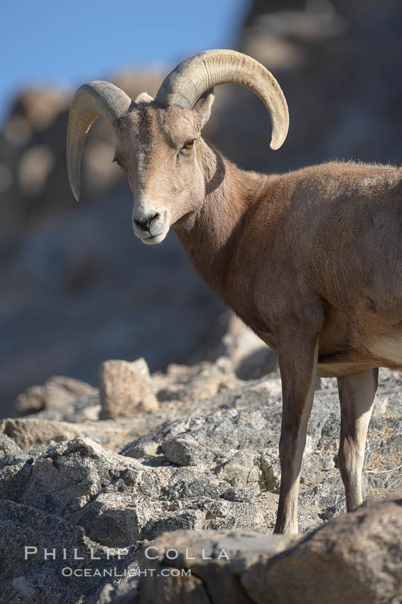 Desert bighorn sheep.  The desert bighorn sheep occupies dry, rocky mountain ranges in the Mojave and Sonoran desert regions of California, Nevada and Mexico.  The desert bighorn sheep is highly endangered in the United States, having a population of only about 4000 individuals, and is under survival pressure due to habitat loss, disease, over-hunting, competition with livestock, and human encroachment., Ovis canadensis nelsoni, natural history stock photograph, photo id 17948