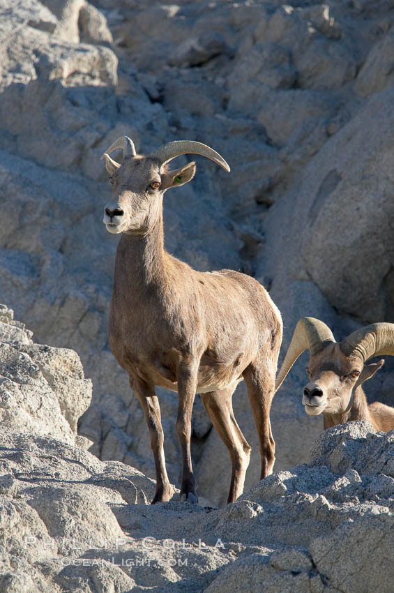 Desert bighorn sheep, female ewe.  The desert bighorn sheep occupies dry, rocky mountain ranges in the Mojave and Sonoran desert regions of California, Nevada and Mexico.  The desert bighorn sheep is highly endangered in the United States, having a population of only about 4000 individuals, and is under survival pressure due to habitat loss, disease, over-hunting, competition with livestock, and human encroachment., Ovis canadensis nelsoni, natural history stock photograph, photo id 14667