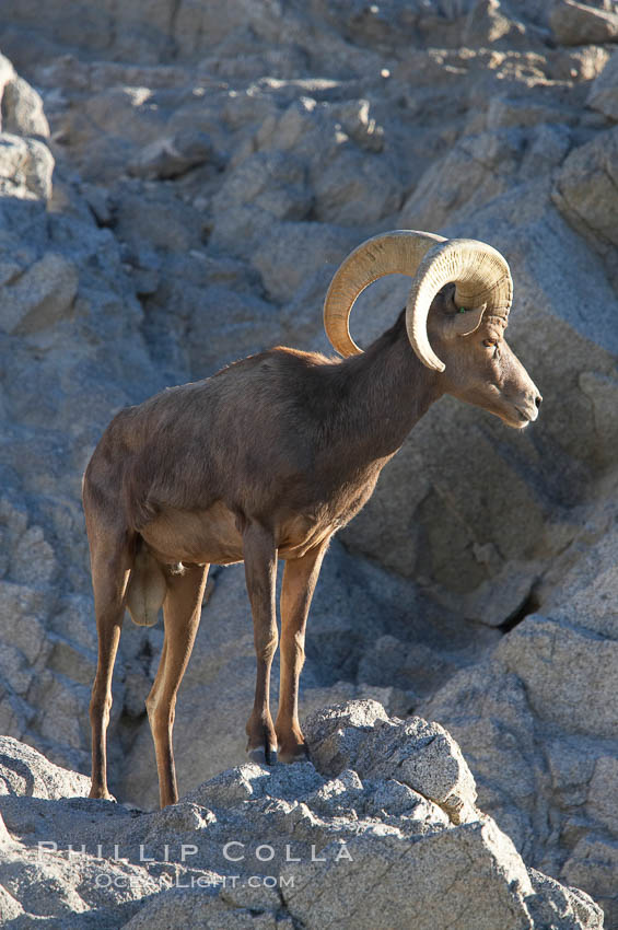 Desert bighorn sheep, male ram.  The desert bighorn sheep occupies dry, rocky mountain ranges in the Mojave and Sonoran desert regions of California, Nevada and Mexico.  The desert bighorn sheep is highly endangered in the United States, having a population of only about 4000 individuals, and is under survival pressure due to habitat loss, disease, over-hunting, competition with livestock, and human encroachment., Ovis canadensis nelsoni, natural history stock photograph, photo id 14675