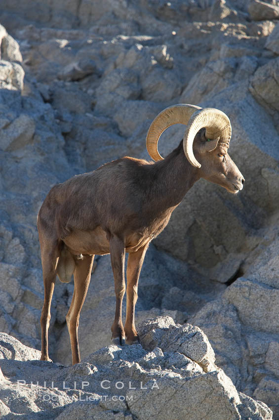 Desert bighorn sheep, male ram, Ovis canadensis nelsoni, 14675