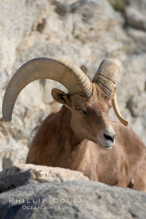 Desert bighorn sheep.  The desert bighorn sheep occupies dry, rocky mountain ranges in the Mojave and Sonoran desert regions of California, Nevada and Mexico.  The desert bighorn sheep is highly endangered in the United States, having a population of only about 4000 individuals, and is under survival pressure due to habitat loss, disease, over-hunting, competition with livestock, and human encroachment., Ovis canadensis nelsoni, natural history stock photograph, photo id 17947