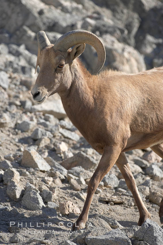 Desert bighorn sheep.  The desert bighorn sheep occupies dry, rocky mountain ranges in the Mojave and Sonoran desert regions of California, Nevada and Mexico.  The desert bighorn sheep is highly endangered in the United States, having a population of only about 4000 individuals, and is under survival pressure due to habitat loss, disease, over-hunting, competition with livestock, and human encroachment., Ovis canadensis nelsoni, natural history stock photograph, photo id 17951