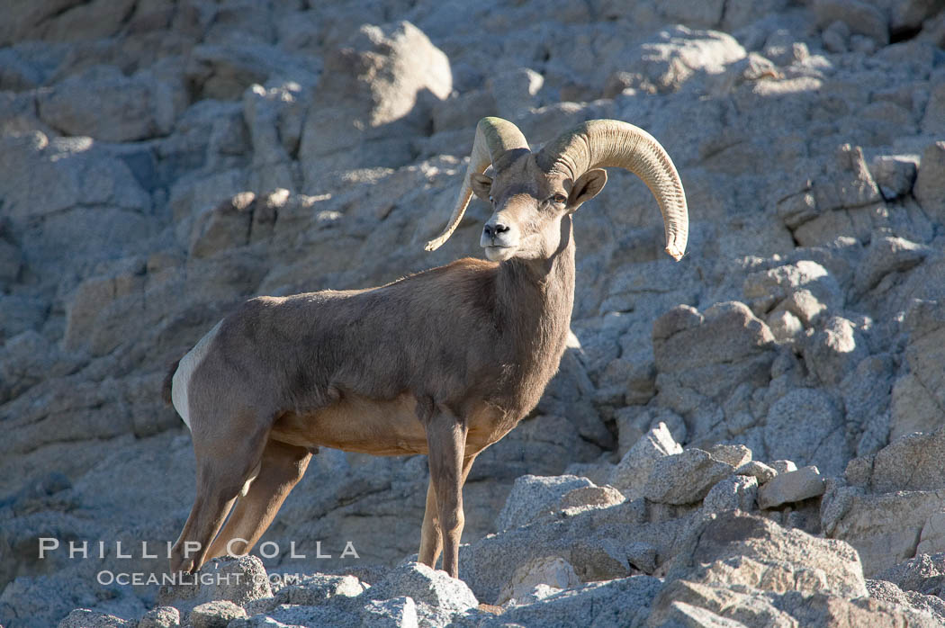 Desert bighorn sheep, male ram.  The desert bighorn sheep occupies dry, rocky mountain ranges in the Mojave and Sonoran desert regions of California, Nevada and Mexico.  The desert bighorn sheep is highly endangered in the United States, having a population of only about 4000 individuals, and is under survival pressure due to habitat loss, disease, over-hunting, competition with livestock, and human encroachment., Ovis canadensis nelsoni, natural history stock photograph, photo id 14653