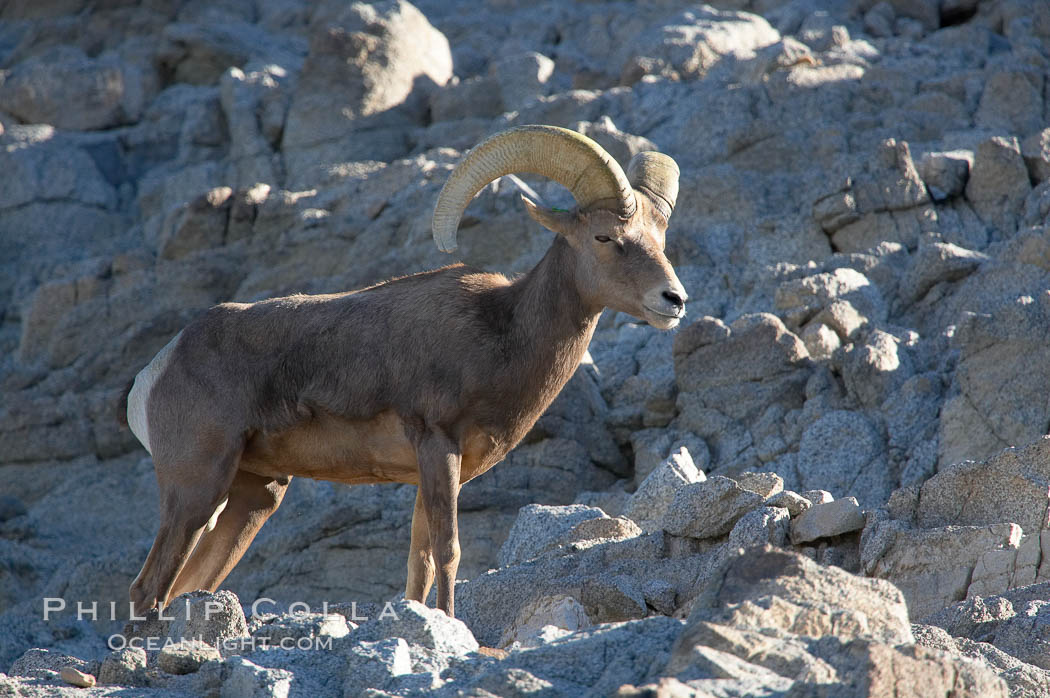 Desert bighorn sheep, male ram.  The desert bighorn sheep occupies dry, rocky mountain ranges in the Mojave and Sonoran desert regions of California, Nevada and Mexico.  The desert bighorn sheep is highly endangered in the United States, having a population of only about 4000 individuals, and is under survival pressure due to habitat loss, disease, over-hunting, competition with livestock, and human encroachment., Ovis canadensis nelsoni, natural history stock photograph, photo id 14669
