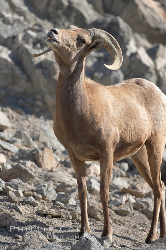 Desert bighorn sheep.  The desert bighorn sheep occupies dry, rocky mountain ranges in the Mojave and Sonoran desert regions of California, Nevada and Mexico.  The desert bighorn sheep is highly endangered in the United States, having a population of only about 4000 individuals, and is under survival pressure due to habitat loss, disease, over-hunting, competition with livestock, and human encroachment., Ovis canadensis nelsoni, natural history stock photograph, photo id 17945