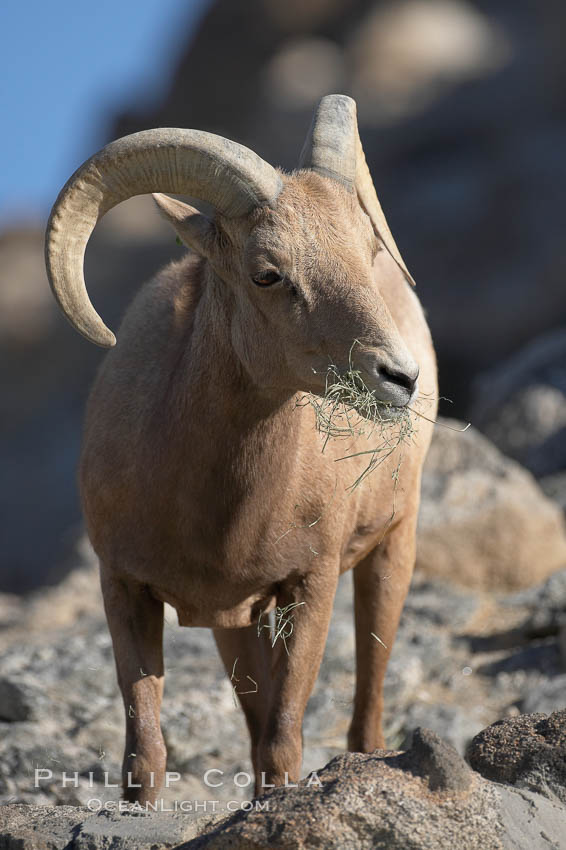Desert bighorn sheep.  The desert bighorn sheep occupies dry, rocky mountain ranges in the Mojave and Sonoran desert regions of California, Nevada and Mexico.  The desert bighorn sheep is highly endangered in the United States, having a population of only about 4000 individuals, and is under survival pressure due to habitat loss, disease, over-hunting, competition with livestock, and human encroachment., Ovis canadensis nelsoni, natural history stock photograph, photo id 17949
