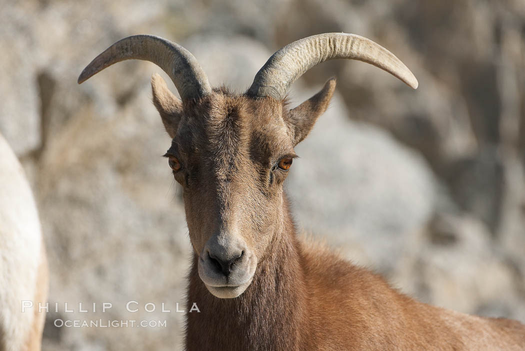 Desert bighorn sheep.  The desert bighorn sheep occupies dry, rocky mountain ranges in the Mojave and Sonoran desert regions of California, Nevada and Mexico.  The desert bighorn sheep is highly endangered in the United States, having a population of only about 4000 individuals, and is under survival pressure due to habitat loss, disease, over-hunting, competition with livestock, and human encroachment., Ovis canadensis nelsoni, natural history stock photograph, photo id 17953