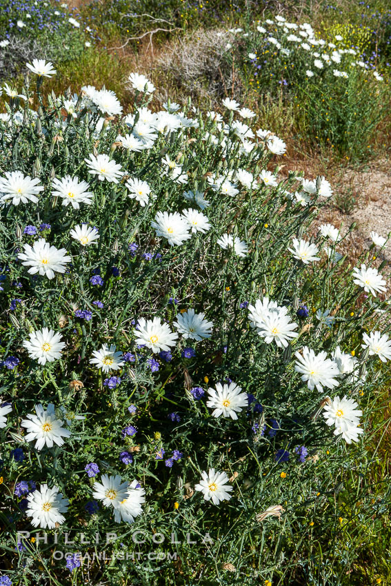 Desert chicory in spring bloom, Glorietta Canyon.  Heavy winter rains led to a historic springtime bloom in 2005, carpeting the entire desert in vegetation and color for months. Anza-Borrego Desert State Park, Borrego Springs, California, USA, Rafinesquia neomexicana, natural history stock photograph, photo id 10930