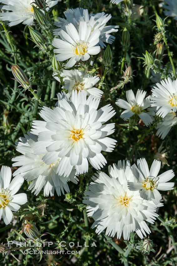 Desert chicory in spring bloom, Glorietta Canyon.  Heavy winter rains led to a historic springtime bloom in 2005, carpeting the entire desert in vegetation and color for months. Anza-Borrego Desert State Park, Borrego Springs, California, USA, Rafinesquia neomexicana, natural history stock photograph, photo id 10933