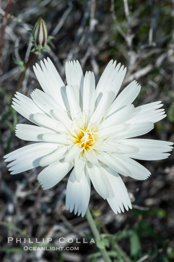 Desert chicory, commonly found in canyons and washes of the Colorado Desert in spring.  Anza Borrego Desert State Park. Anza-Borrego Desert State Park, Borrego Springs, California, USA, Rafinesquia neomexicana, natural history stock photograph, photo id 10530