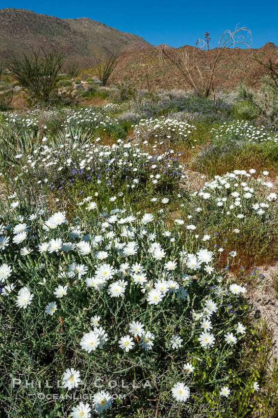 Desert chicory in spring bloom, Glorietta Canyon.  Heavy winter rains led to a historic springtime bloom in 2005, carpeting the entire desert in vegetation and color for months. Anza-Borrego Desert State Park, Borrego Springs, California, USA, Rafinesquia neomexicana, natural history stock photograph, photo id 10931