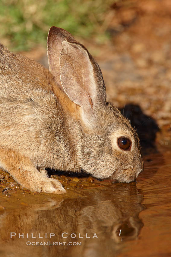 Desert cottontail, or Audubon's cottontail rabbit. Amado, Arizona, USA, Sylvilagus audubonii, natural history stock photograph, photo id 22978