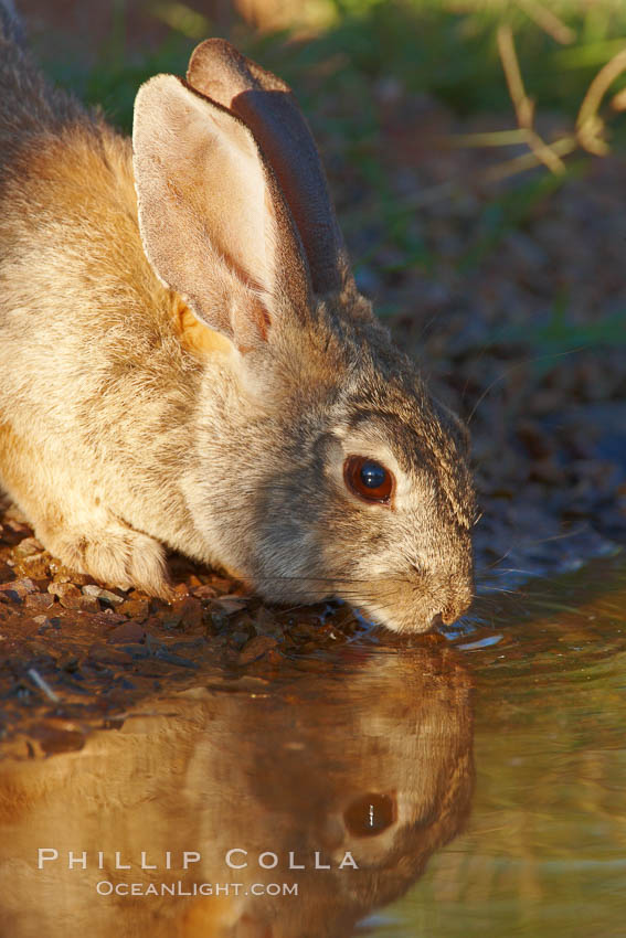 Desert cottontail, or Audubon's cottontail rabbit. Amado, Arizona, USA, Sylvilagus audubonii, natural history stock photograph, photo id 23002